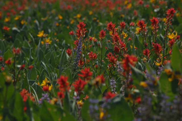 High Camp meadows